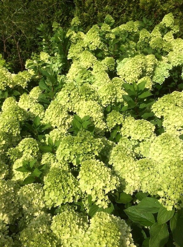 &#39;Mojito&#39; Hortensja bukietowa Hydrangea paniculata