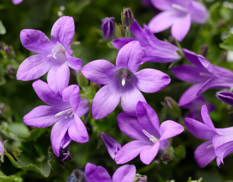 &#39;Clockwise Deep Blue&#39; Dzwonek Campanula