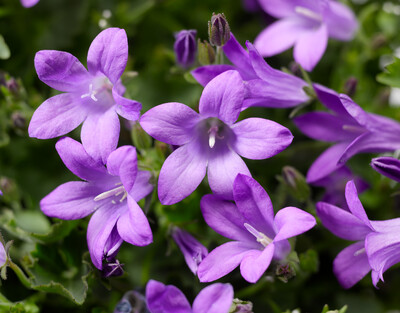 'Clockwise Deep Blue' Dzwonek Campanula