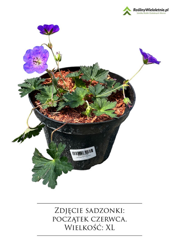 &#39;Bloom Me Away&#39; Bodziszek Geranium, Wielkość sadzonki: Wielkość XL  (2L)