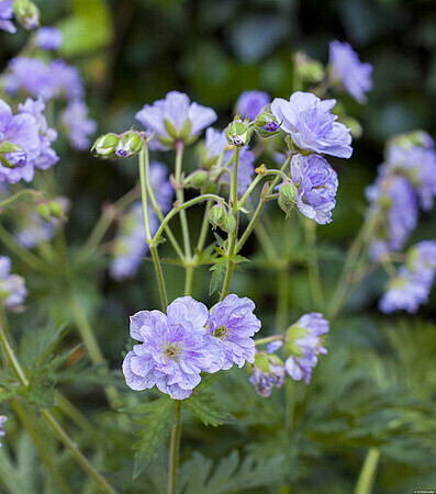 &#39;Cloud Nine&#39; Bodziszek Geranium