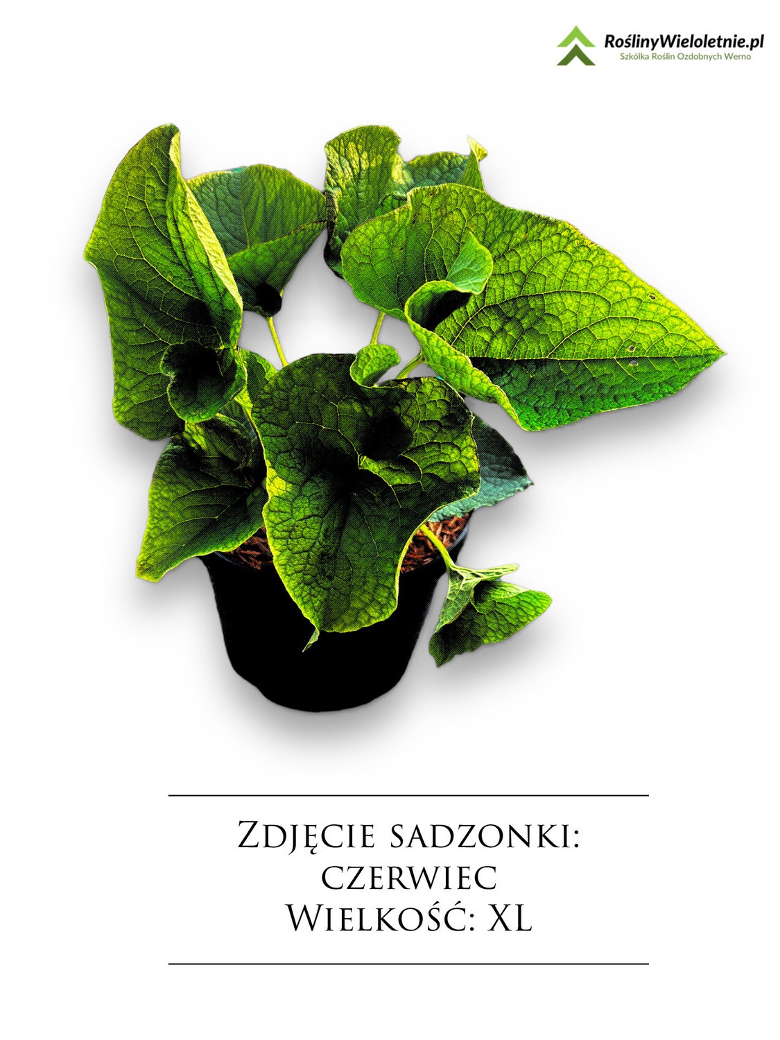&#39;Betty Bowring&#39; Brunera, Brunnera, Wielkość sadzonki: Wielkość XL  (2L)