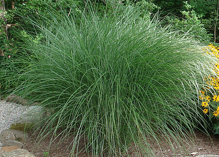 &#39;Gracillimus&#39; Miskant chiński Miscanthus