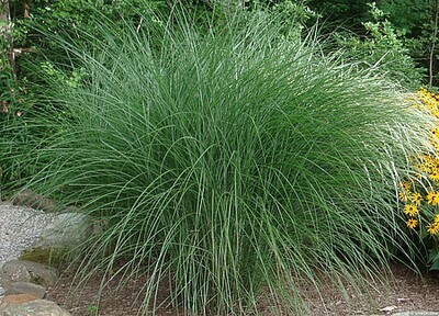 &#39;Gracillimus&#39; Miskant chiński Miscanthus
