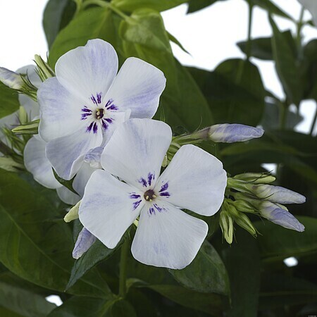 &#39;Flame® Pro Light Blue&#39; Floks wiechowaty Phlox paniculata