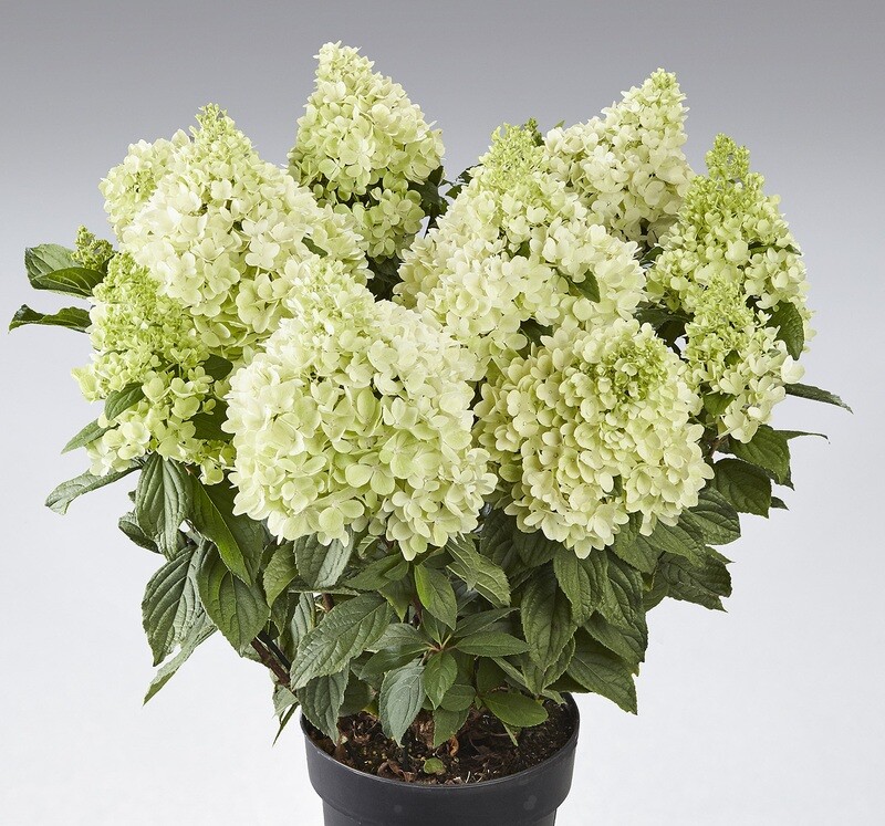 &#39;Panorama&#39; Hortensja bukietowa Hydrangea paniculata