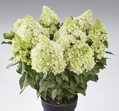 &#39;Panorama&#39; Hortensja bukietowa Hydrangea paniculata