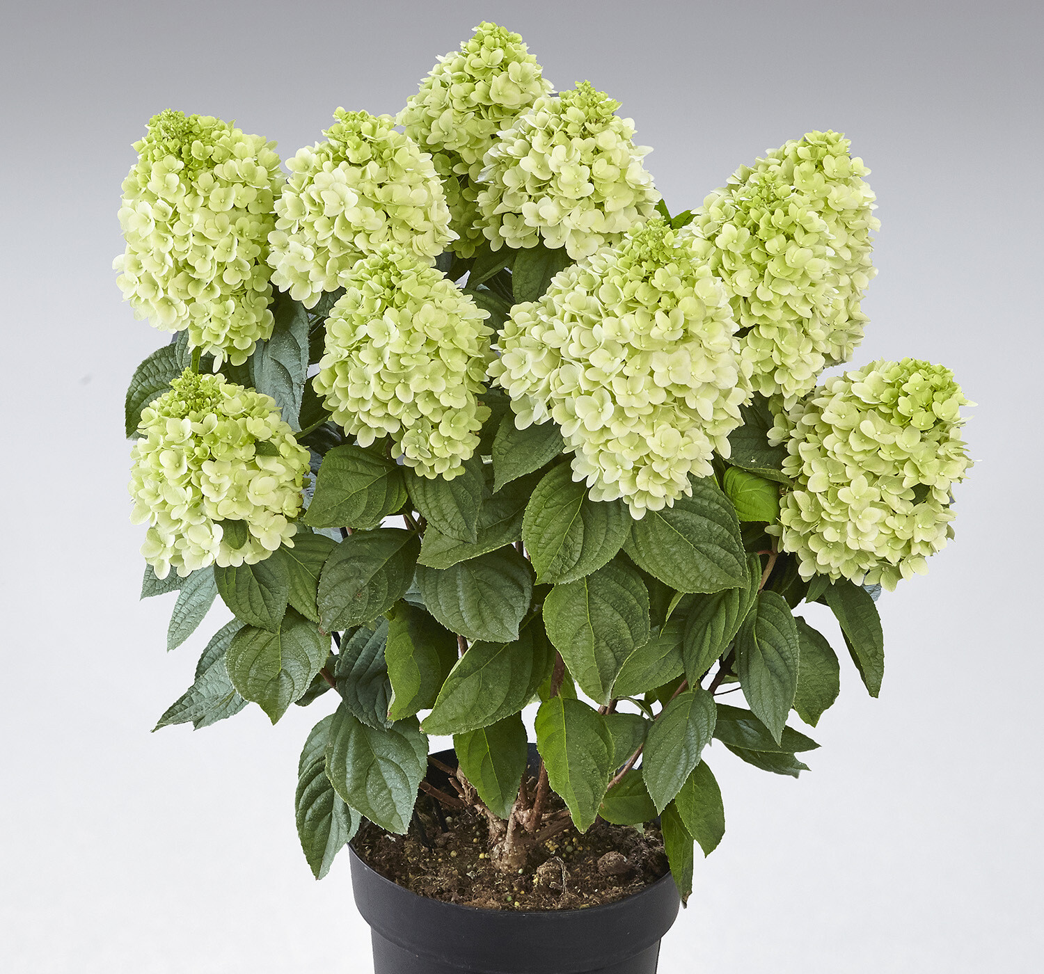 &#39;Panenka&#39; Hortensja bukietowa Hydrangea paniculata