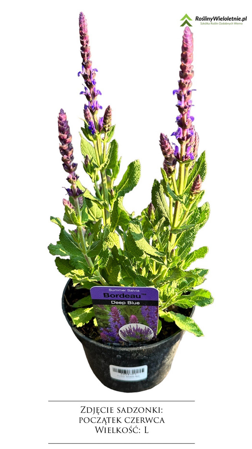 &#39;Bordeau Deep Blue&#39; Szałwia omszona Salvia nemorosa, Kliknij i wybierz wielkość sadzonki: Wielkość M  (P12)