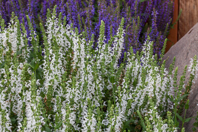 'Bordeau Deep White' Szałwia omszona Salvia nemorosa