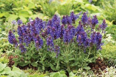 'Marvel Blue' Szałwia omszona Salvia nemorosa