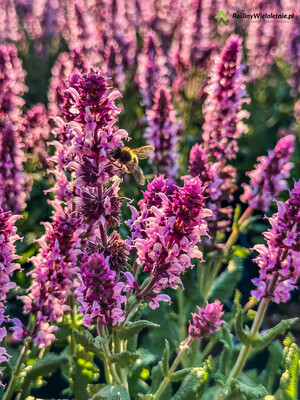 'Salute Light Pink' Szałwia omszona Salvia nemorosa