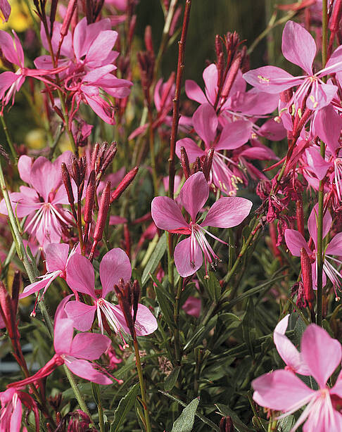 &#39;Flamingo Pink&#39; Gaura