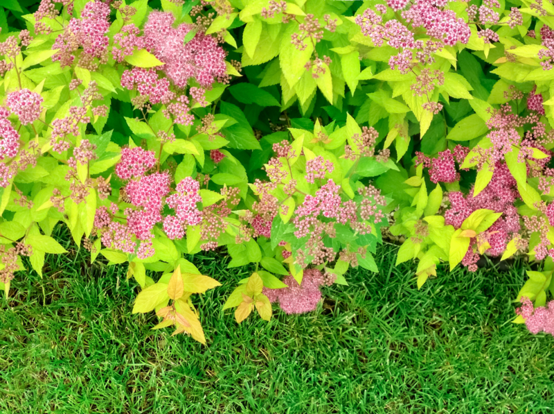 &#39;Golden Princess&#39; Tawuła japońska Spirea japonica