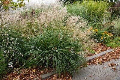 'Adagio' Miskant chiński Miscanthus