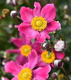 'Summer Breeze Vibrant Pink' Zawilec japoński Anemone
