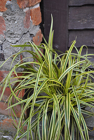 &#39;Vanilla Ice&#39; Turzyca Carex