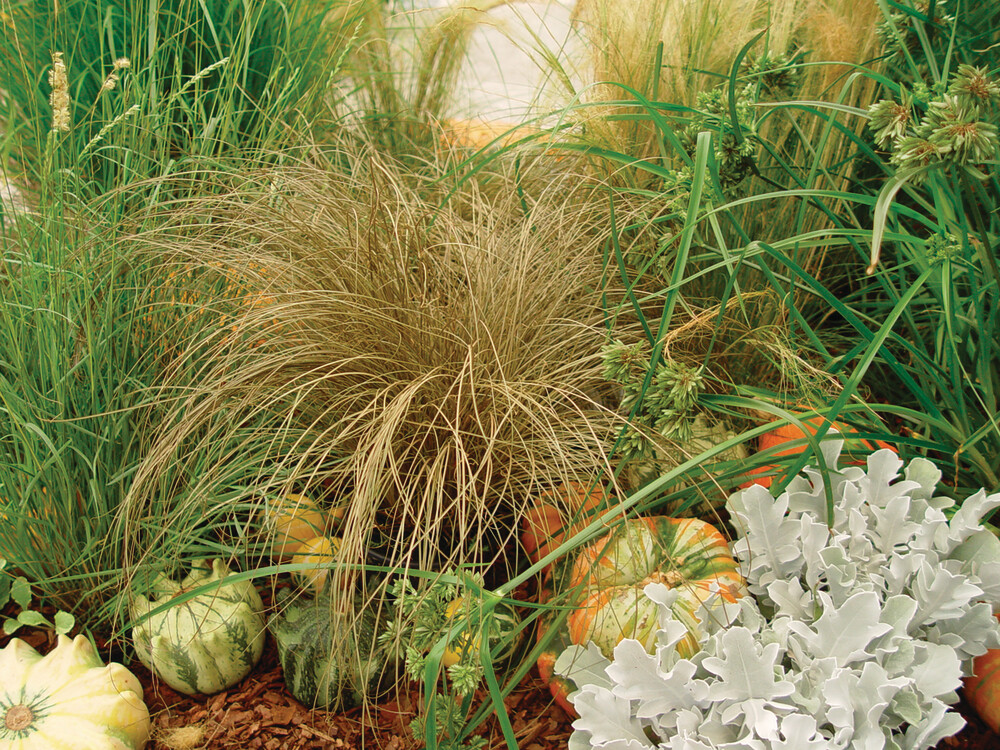 Turzyca brązowa Carex &#39;Bronze Form&#39;