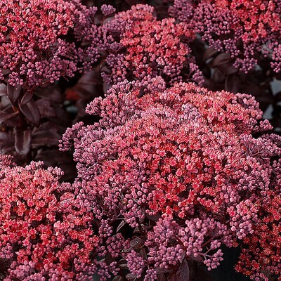 &#39;Dark Magic&#39; Rozchodnik Sedum