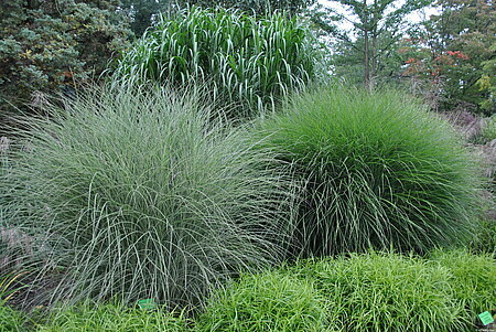 &#39;Morning Light&#39; Miskant chiński Miscanthus