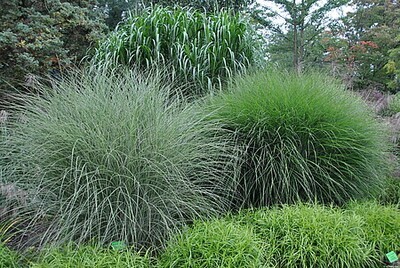 &#39;Morning Light&#39; Miskant chiński Miscanthus
