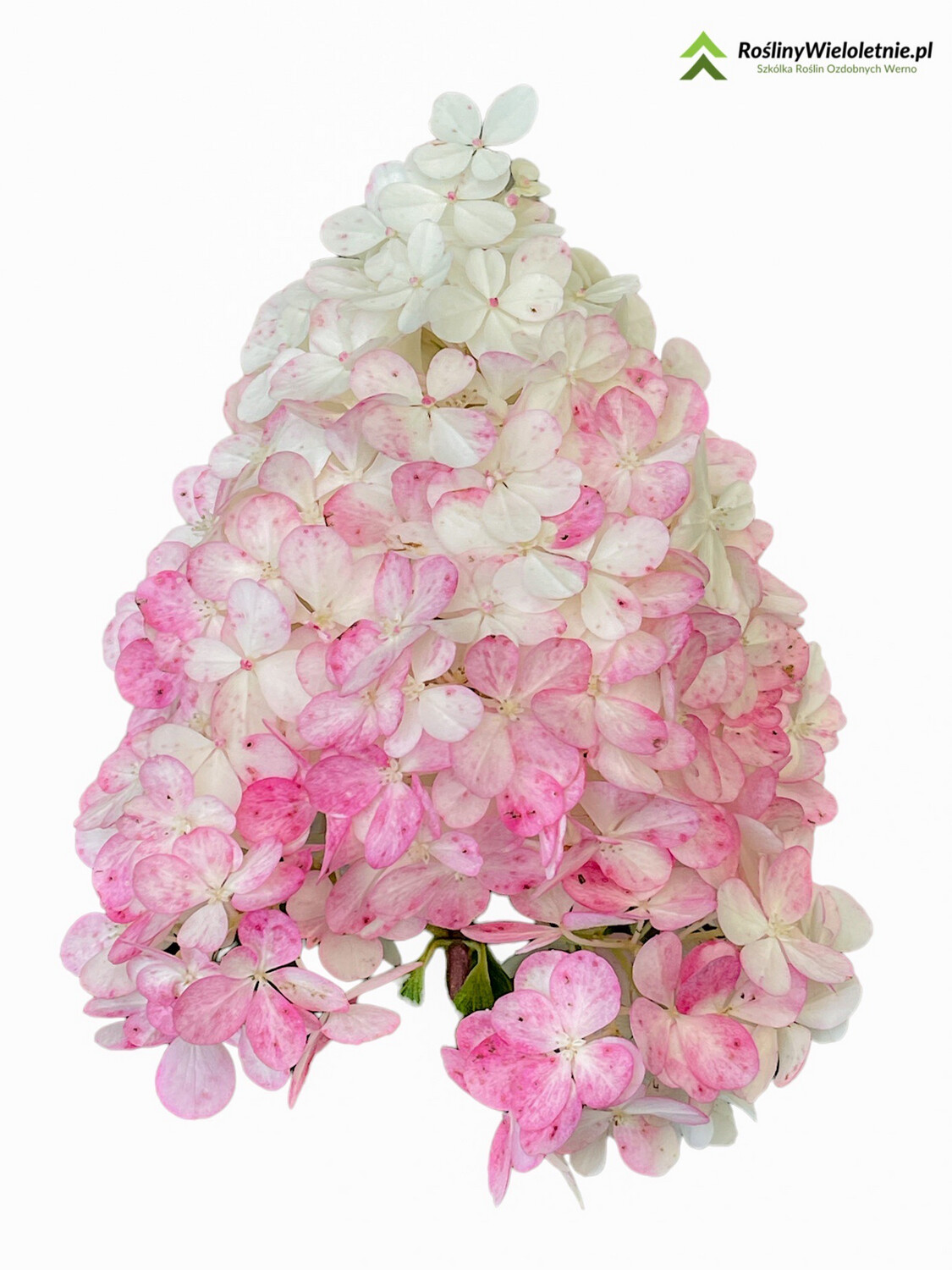 &quot;TruskawLove&quot; Hortensja bukietowa Hydrangea paniculata