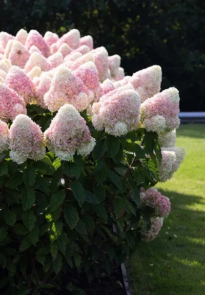 'Summer Love' Hortensja Bukietowa Hydrangea paniculata