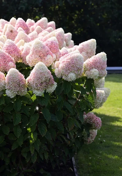 &#39;Summer Love&#39; Hortensja Bukietowa Hydrangea paniculata