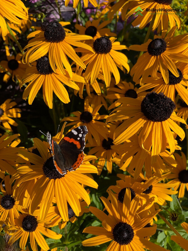 &#39;Goldsturm&#39; Rudbekia