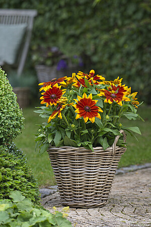 &#39;Sunbeckia® Mia&#39; Rudbekia