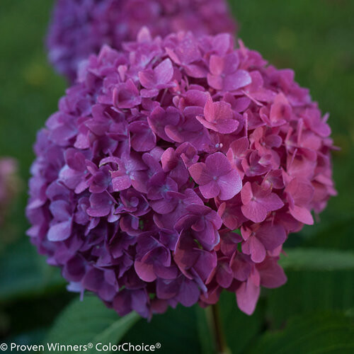 &#39;Blackcurrant Muffin®&#39; Flair &amp; Flavours® Hortensja Hydrangea