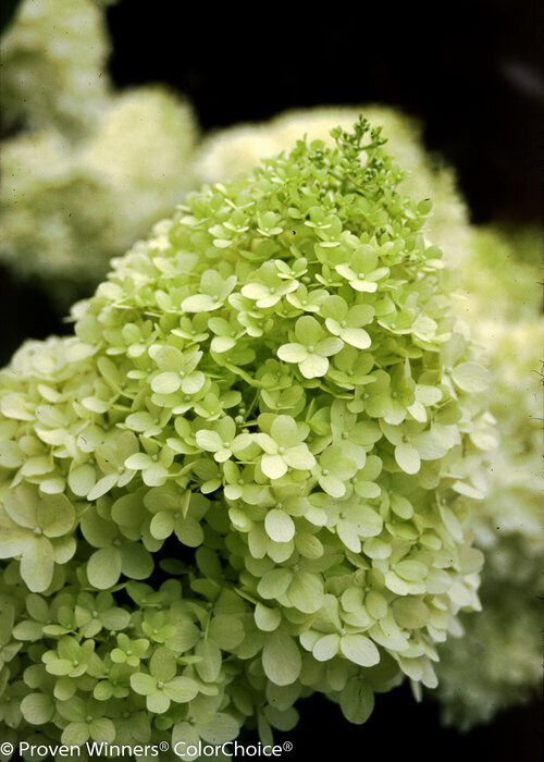 Drzewko na pniu &#39;Limelight&#39; Hortensja Bukietowa Hydrangea paniculata