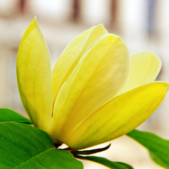 'Yellow Bird' Magnolia