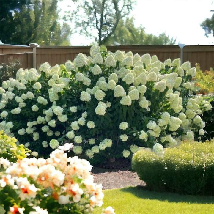 'Limelight®' Hortensja Bukietowa Hydrangea paniculata