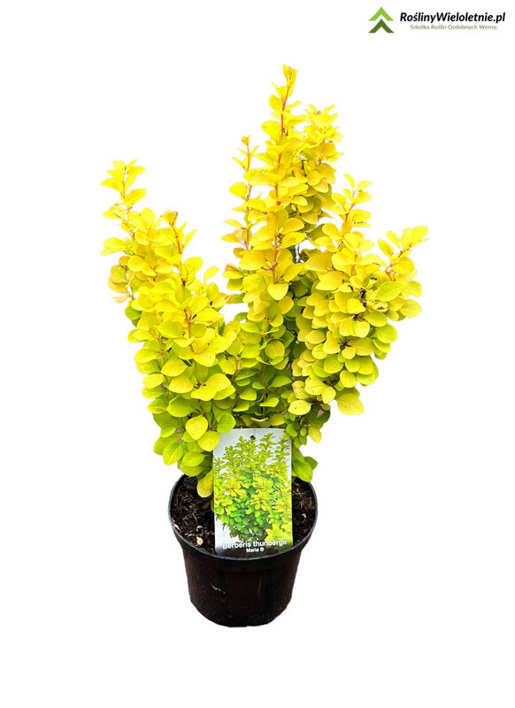 &#39;Maria’ Berberys Berberis