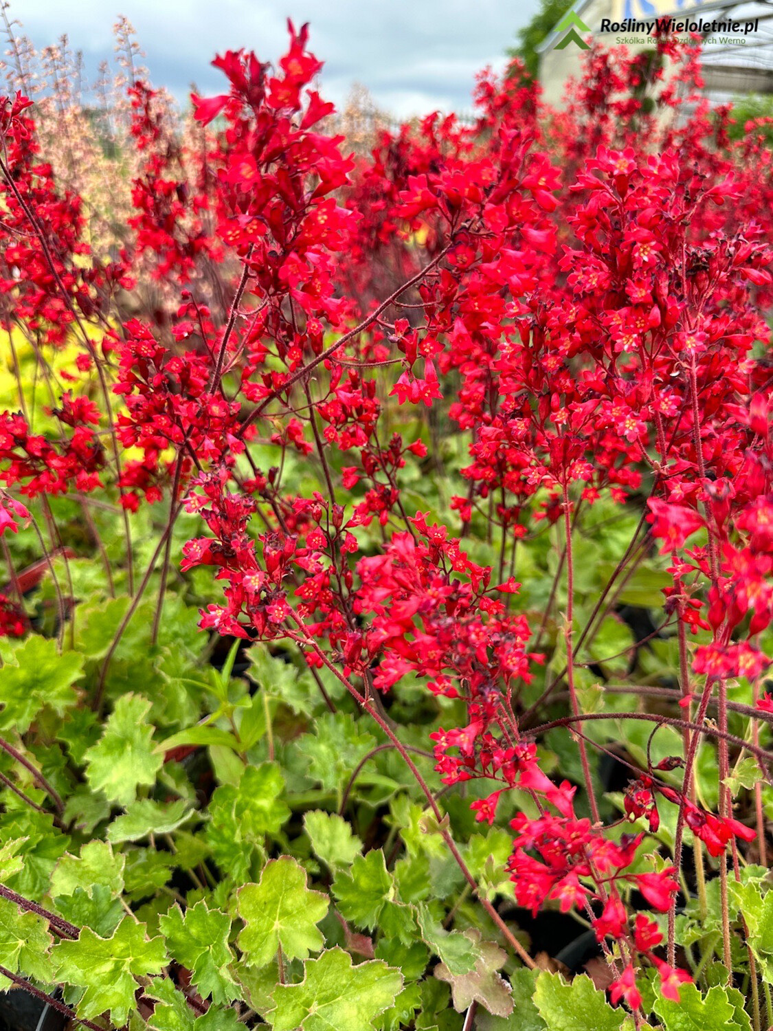 &#39;Coral Forest&#39; Żurawka Heuchera