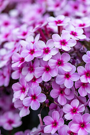 &#39;Early® Lavender Pop&#39; Floks wiechowaty Phlox paniculata