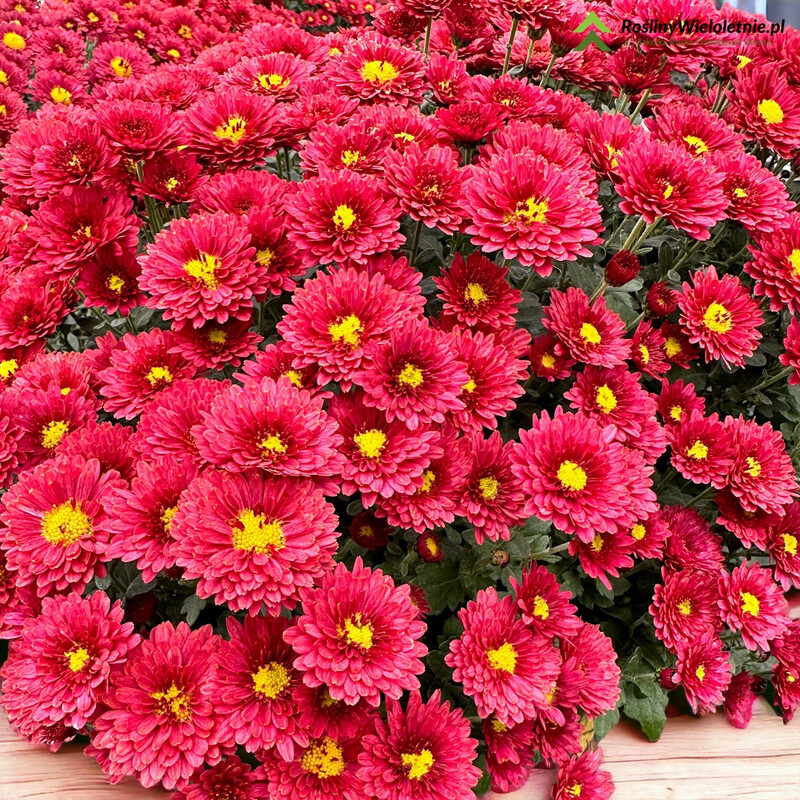 &#39;Duchess of Edinburgh&#39; Złocień Chrysanthemum