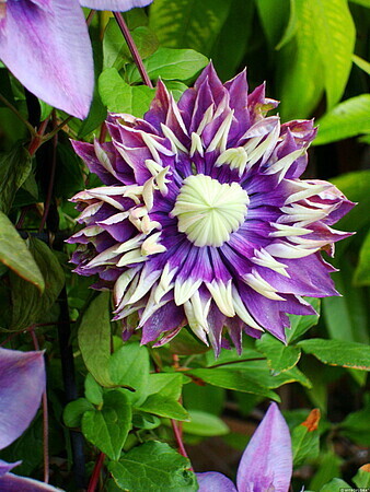 &#39;Taiga&#39; Powojnik Clematis