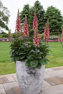 &#39;Rising Phoenix&#39; Naparstnica Digitalis