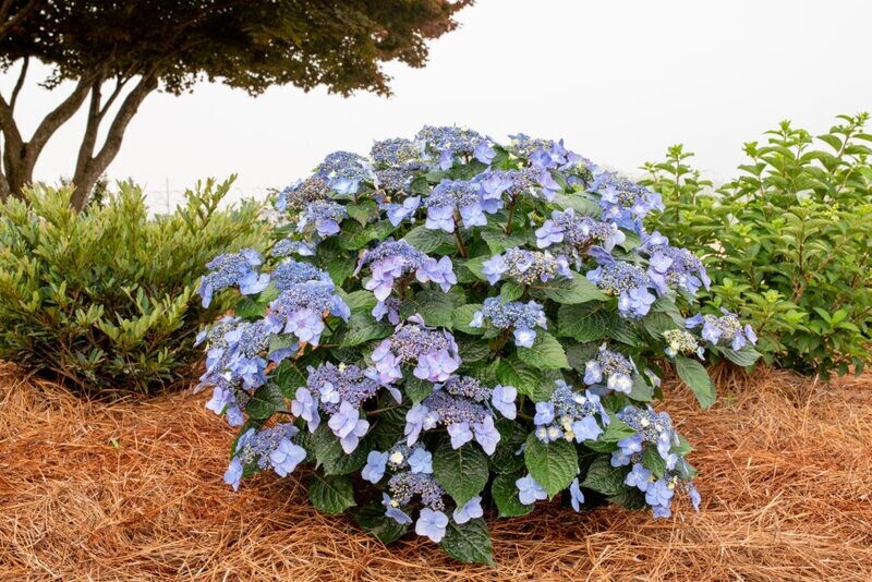 &#39;Pop Star® Blue&#39; Endless Summer Hortensja ogrodowa Hydrangea