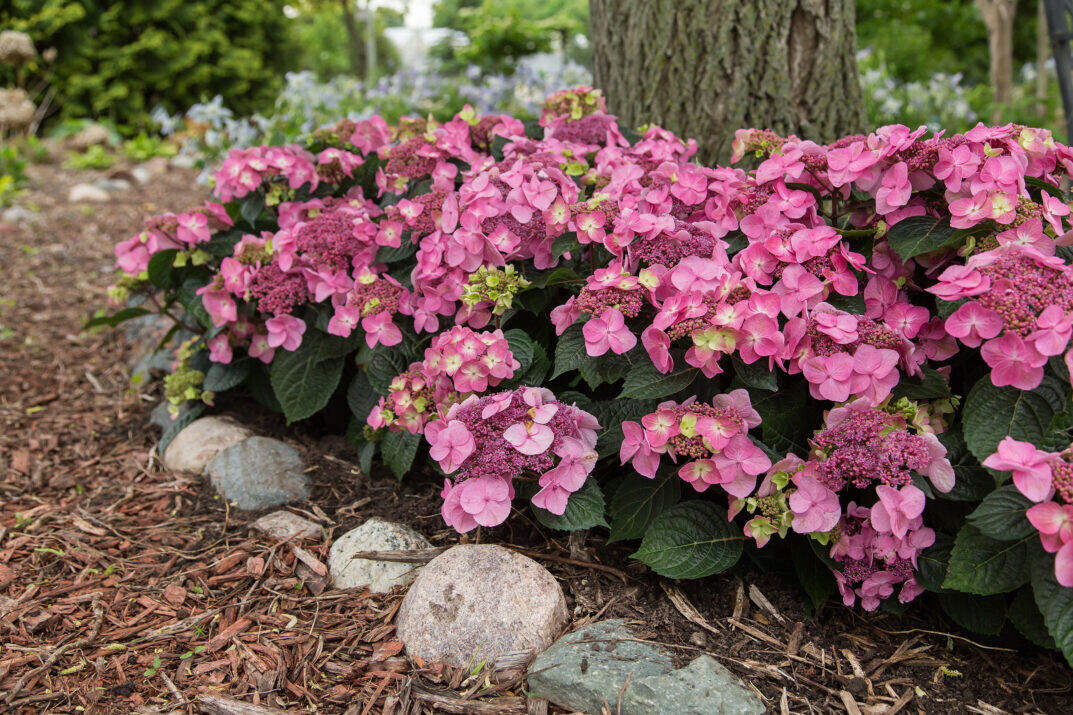 &#39;Pop Star® Pink&#39; Endless Summer Hortensja ogrodowa Hydrangea