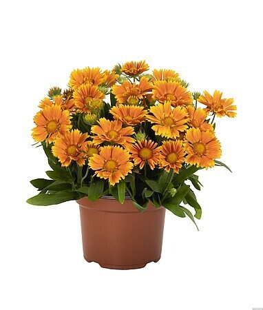 &#39;SpinTop™ Mango&#39; Gaillardia Gailardia
