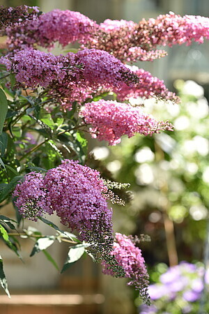 &#39;Pink Cascade&#39; Budleja Dawida Buddleja davidii