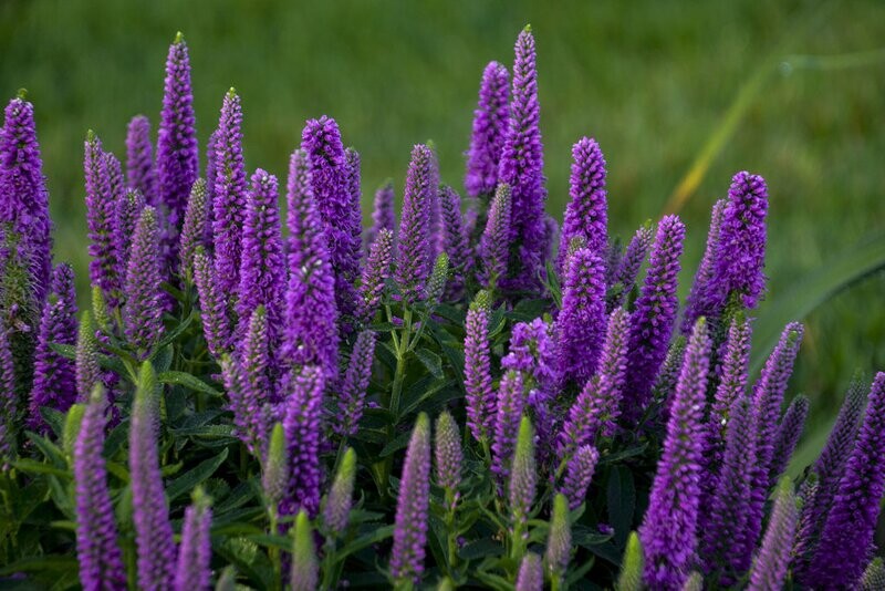 &#39;Magic Show® &#39;Purple Illusion&#39;&#39; Przetacznik Veronica