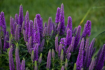 &#39;Magic Show® &#39;Purple Illusion&#39;&#39; Przetacznik Veronica