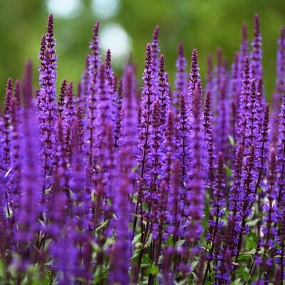 &#39;Blue Bouquetta&#39; Szałwia omszona Salvia nemorosa