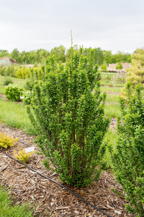 &#39;Straight Talk®&#39; Ligustr kolumnowy Ligustrum