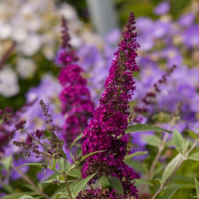 &#39;Magenta Munchkin&#39; Budleja Dawida Buddleja davidii