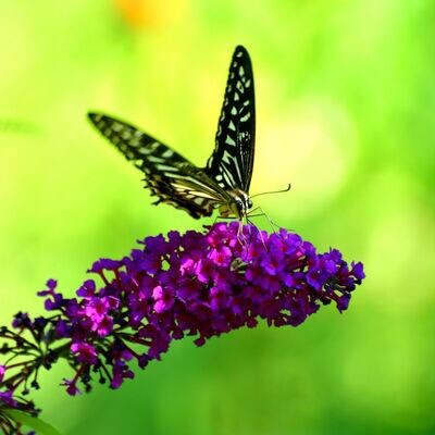 &#39;Black Knight&#39; Budleja Dawida Buddleja davidii